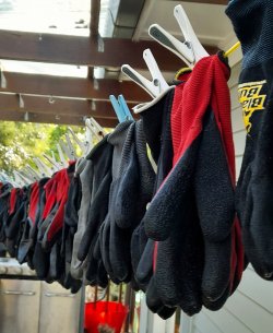 A row of gardening gloves pinned on a line